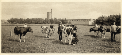 801196 Afbeelding van enkele boeren tijdens het melken van koeien bij de boerderij behorende bij de Koninklijke ...
